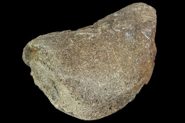 Hadrosaur Foot Bone - Alberta (Disposition #-) #100504